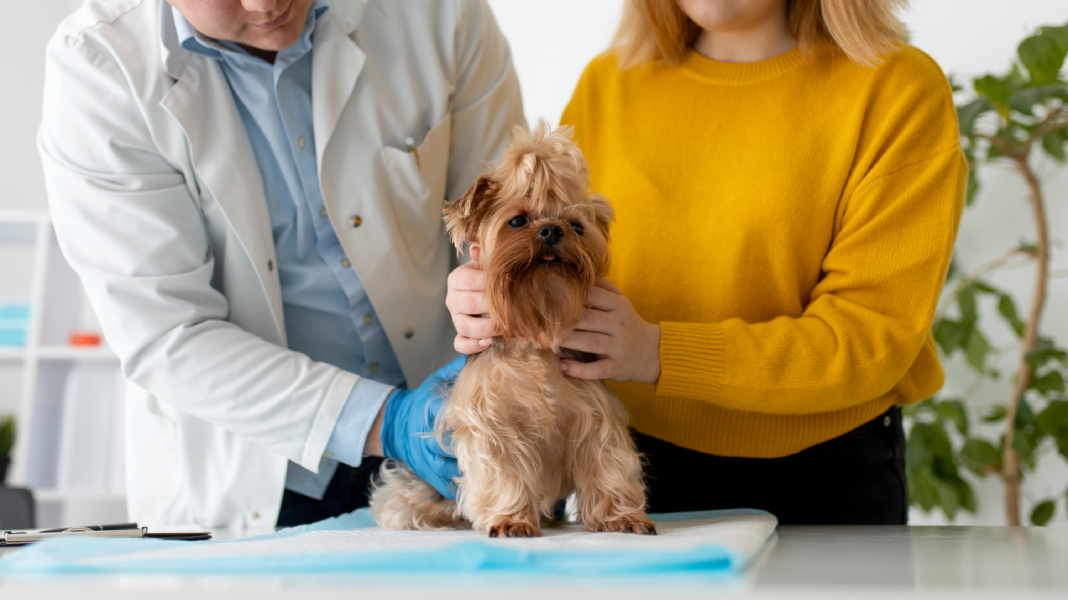 Propriétaire avec son chat chez le vétérinaire pour une consultation, illustrant la sécurité et les avantages d'une assurance pour animaux.