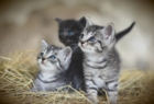 Élever un chaton : guide ultime pour les nouveaux propriétaires de félins