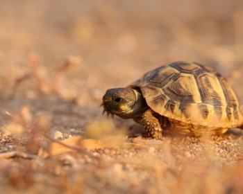 Article du blog Zoo Mania : Tortues domestiques : Laquelle adopter ?