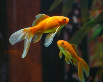 Article du blog Zoo Mania : Les bonnes raisons d’adopter un poisson rouge