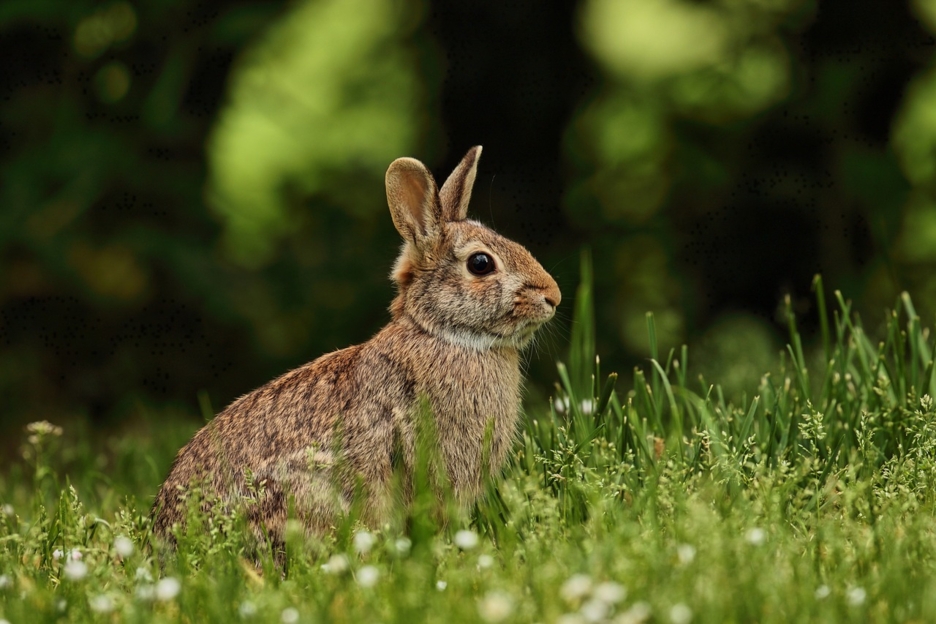 Choisir un lapin domestique : guide pour trouver le bon