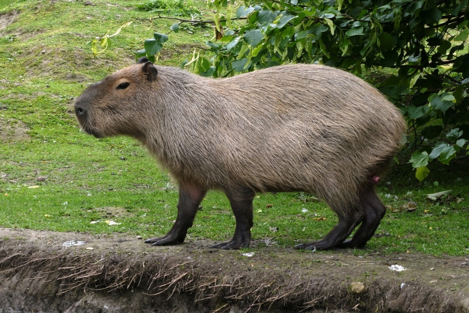 Tout savoir sur les capybaras : le plus grand rongeur du monde