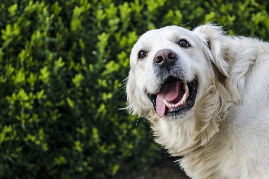 Soins dentaires canins : un sourire éclatant pour votre chien