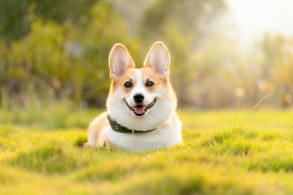 Choisir la race de chien à adopter : guide pratique