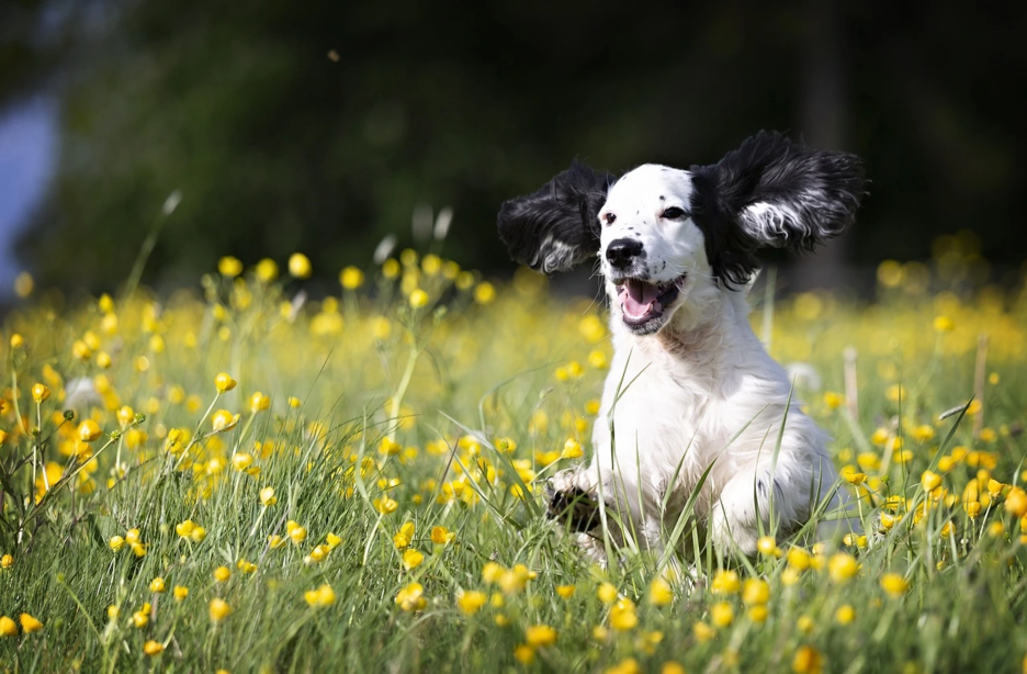 Petits chiens parfaits pour la maison : top des races adaptées