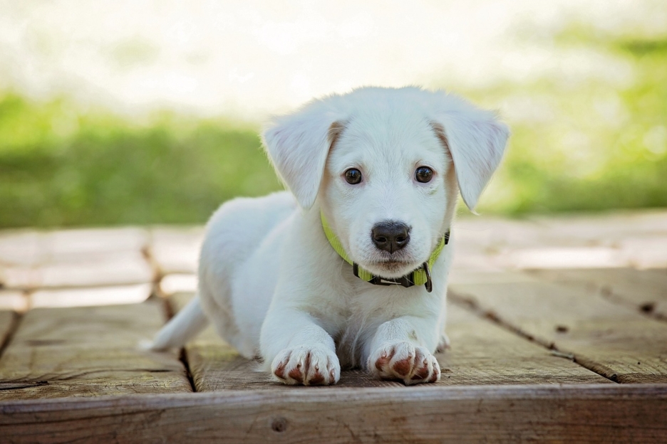 Adopter un animal : est-ce vraiment une bonne idée ?