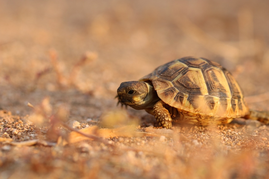 Choisir sa tortue domestique : guide et astuces